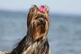 YORKSHIRE TERRIER 285